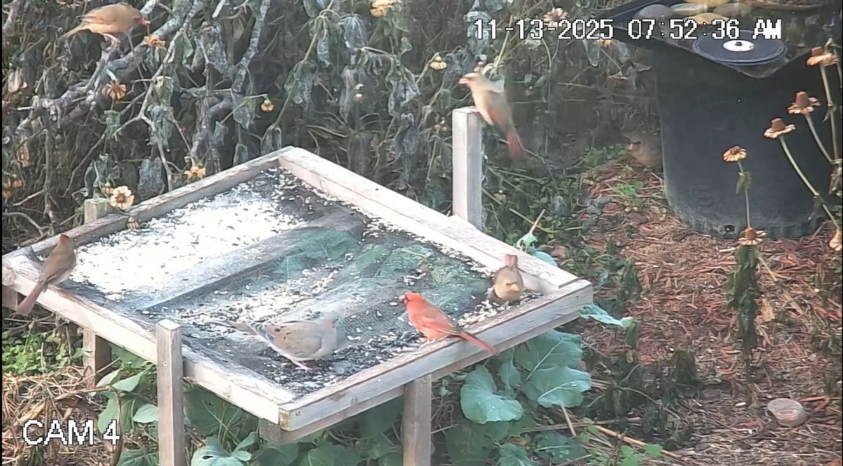 Kırmızı Kardinal - ML645185044