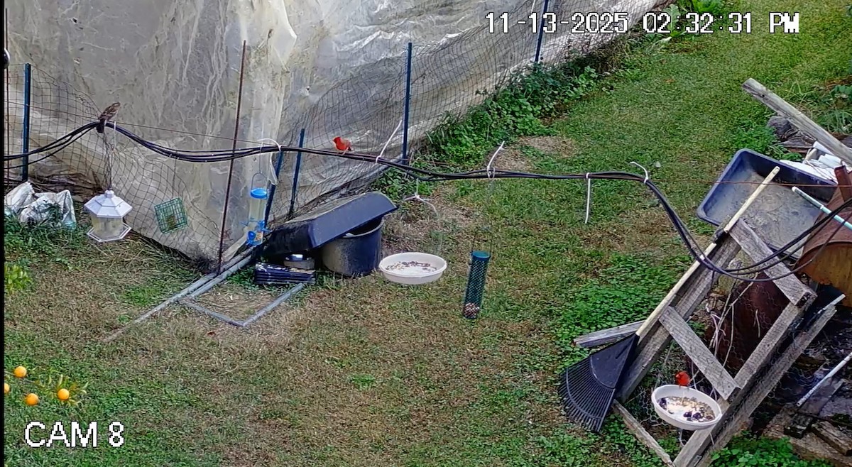 Kırmızı Kardinal - ML645185045