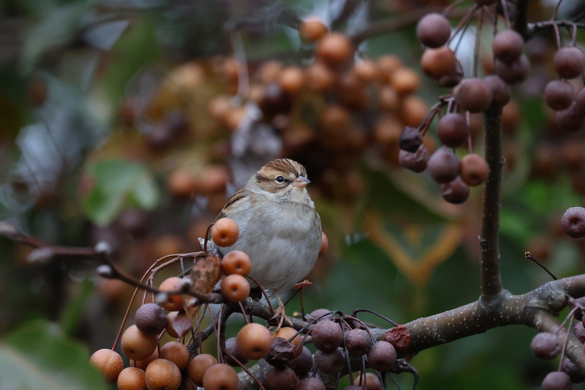 Chingolo Cejiblanco - ML645185047