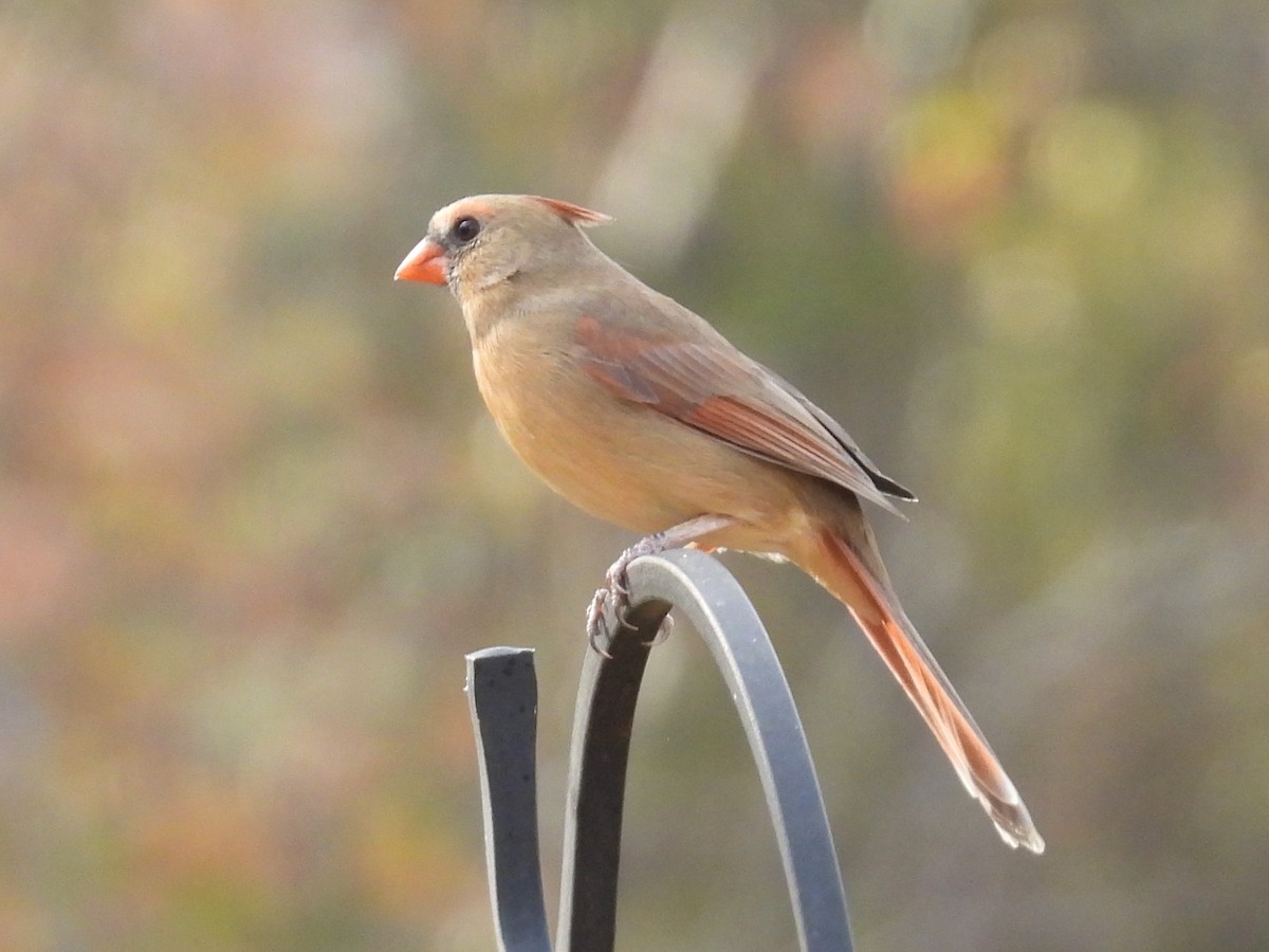 Kırmızı Kardinal - ML645185069