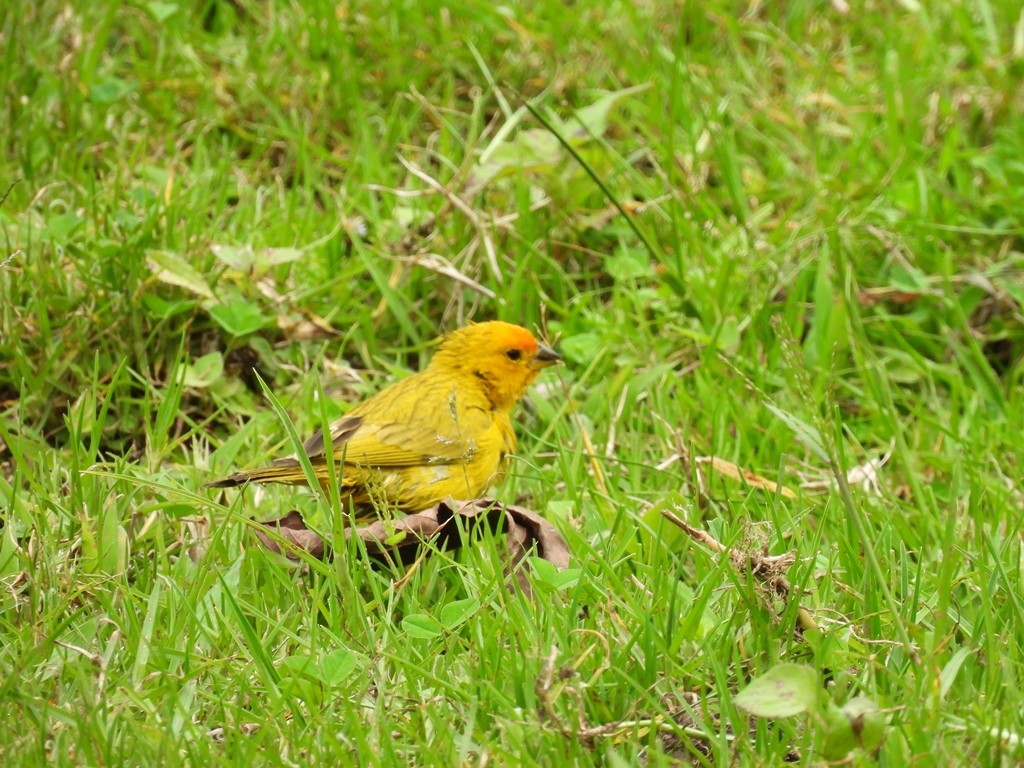 Saffron Finch - ML645185072