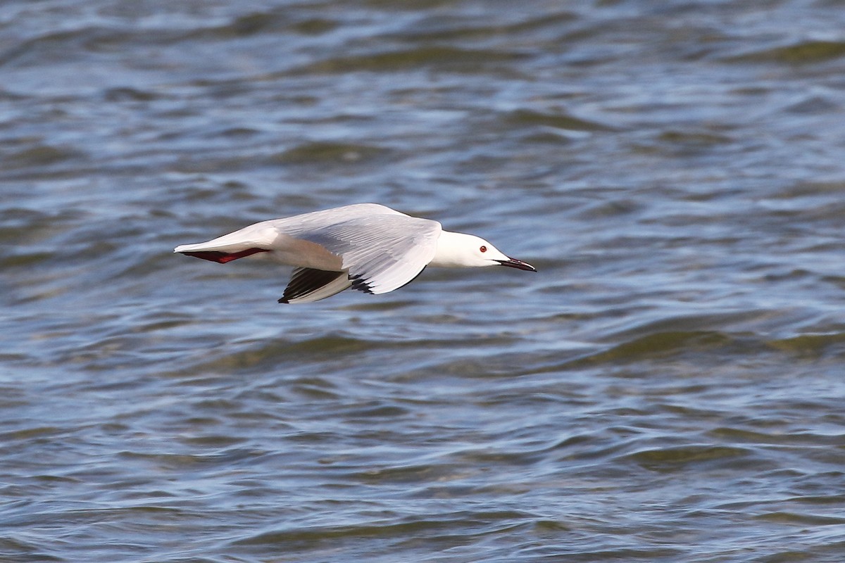 Slender-billed Gull - ML645185075