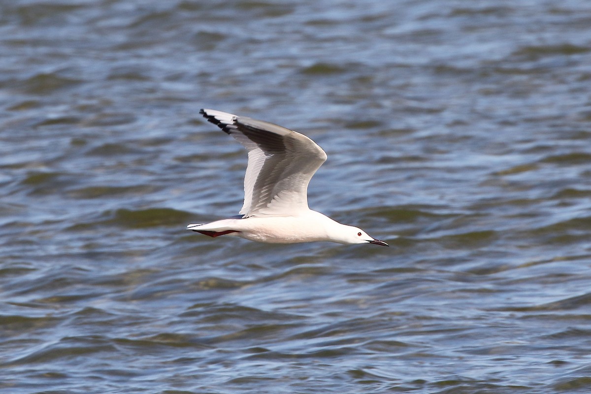 Slender-billed Gull - ML645185076