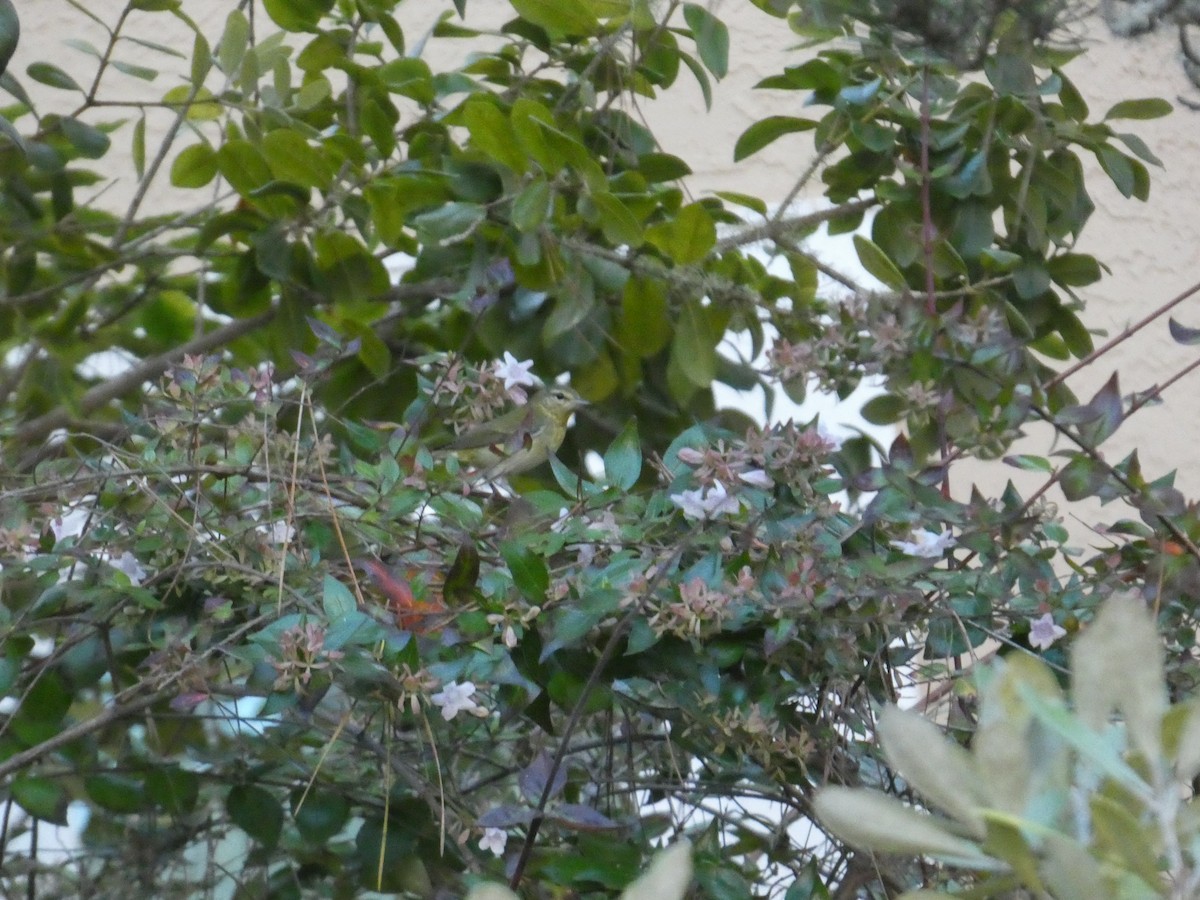 Червоїд світлобровий - ML645185090