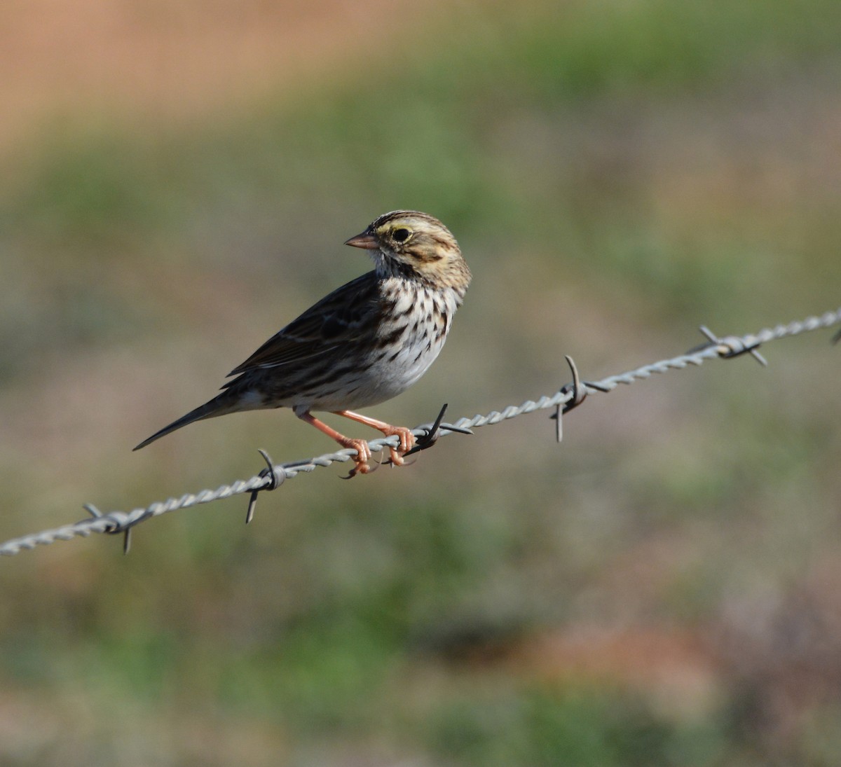 Пасовник савановий - ML645185092