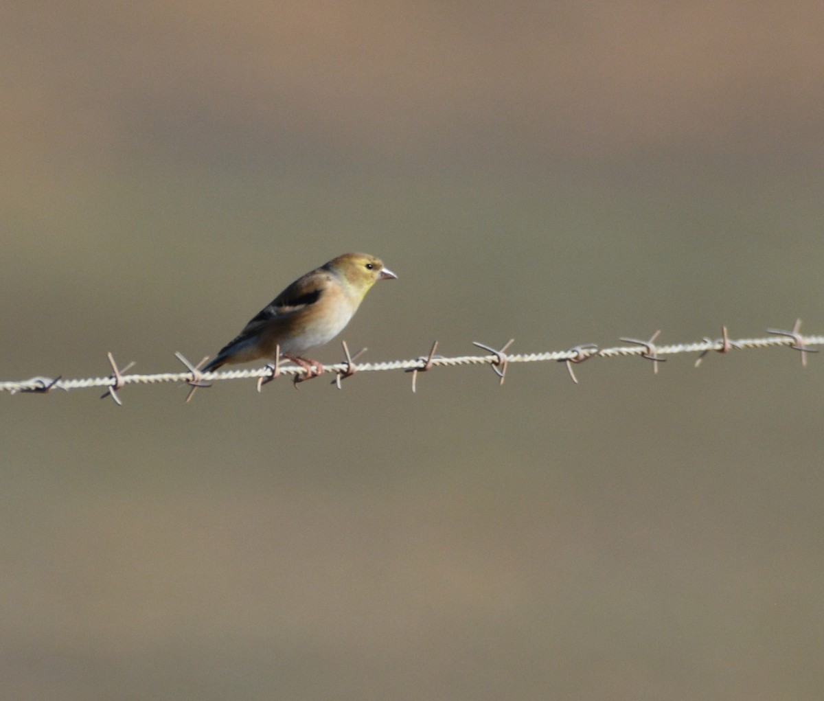 American Goldfinch - ML645185094
