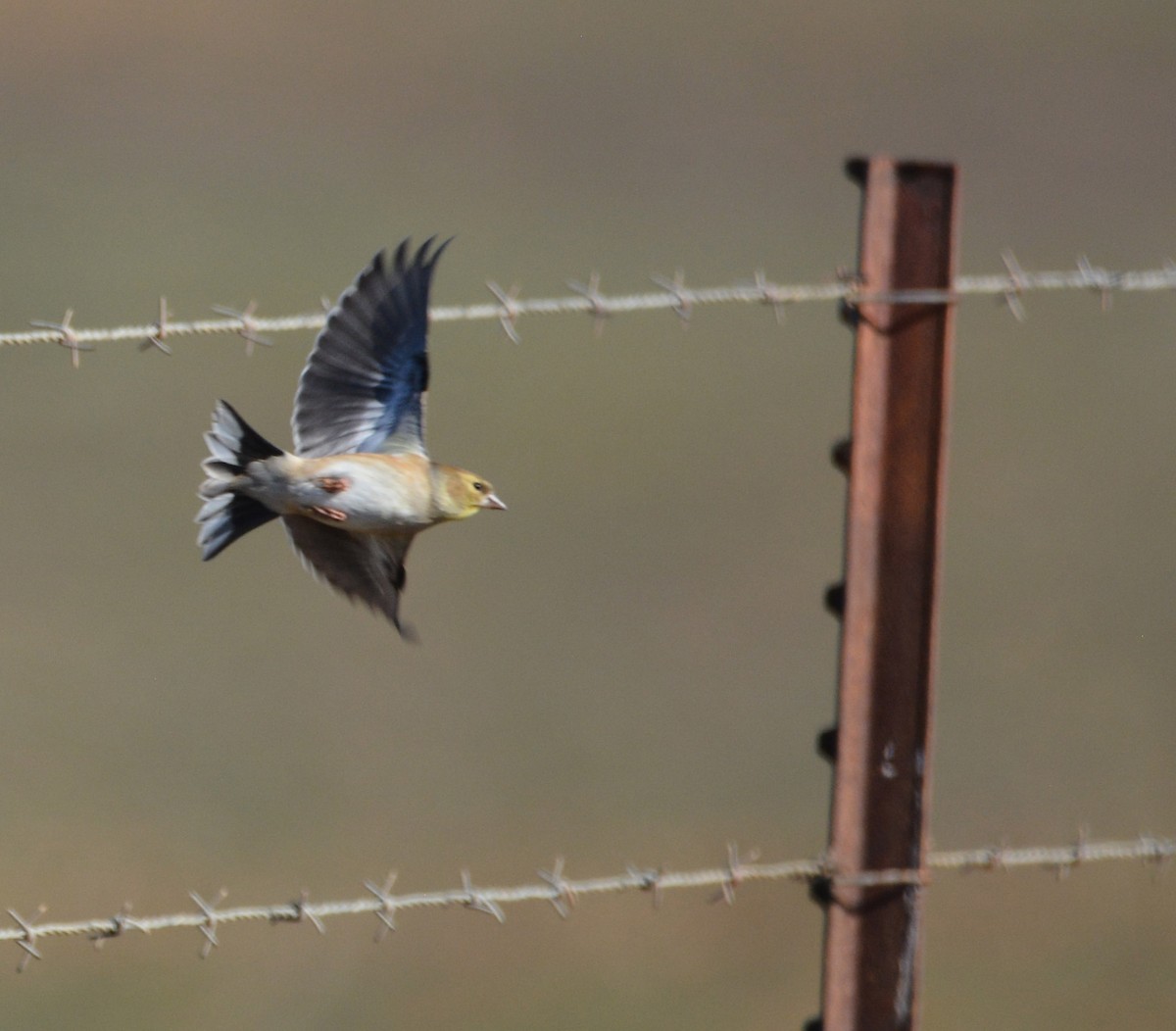 American Goldfinch - ML645185095