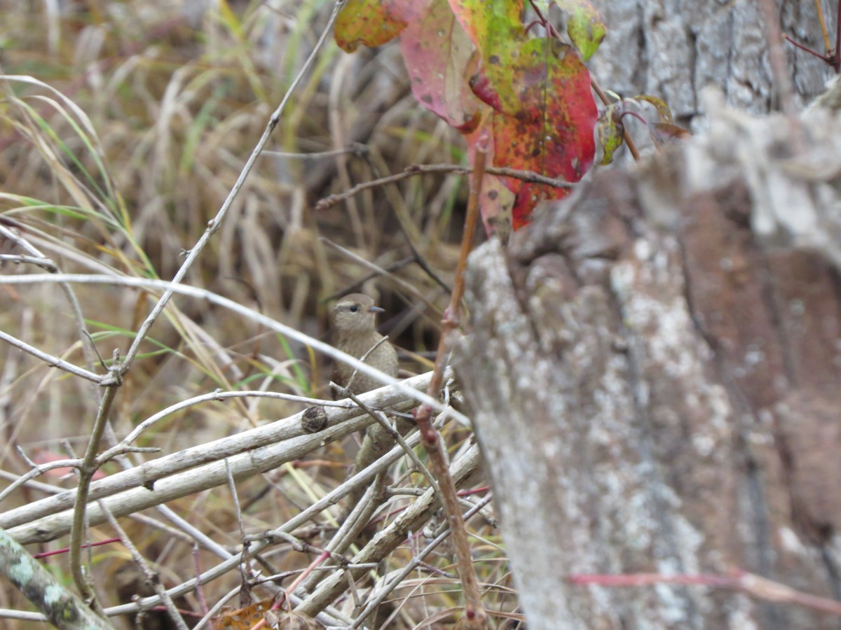 Winter Wren - ML645185098