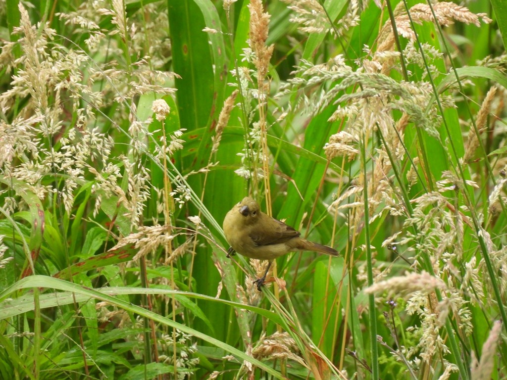 Black-and-white Seedeater - ML645185104