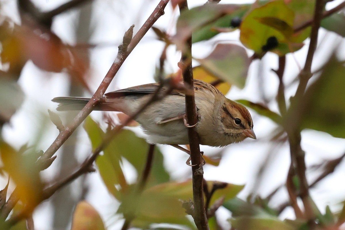 Chingolo Cejiblanco - ML645185108