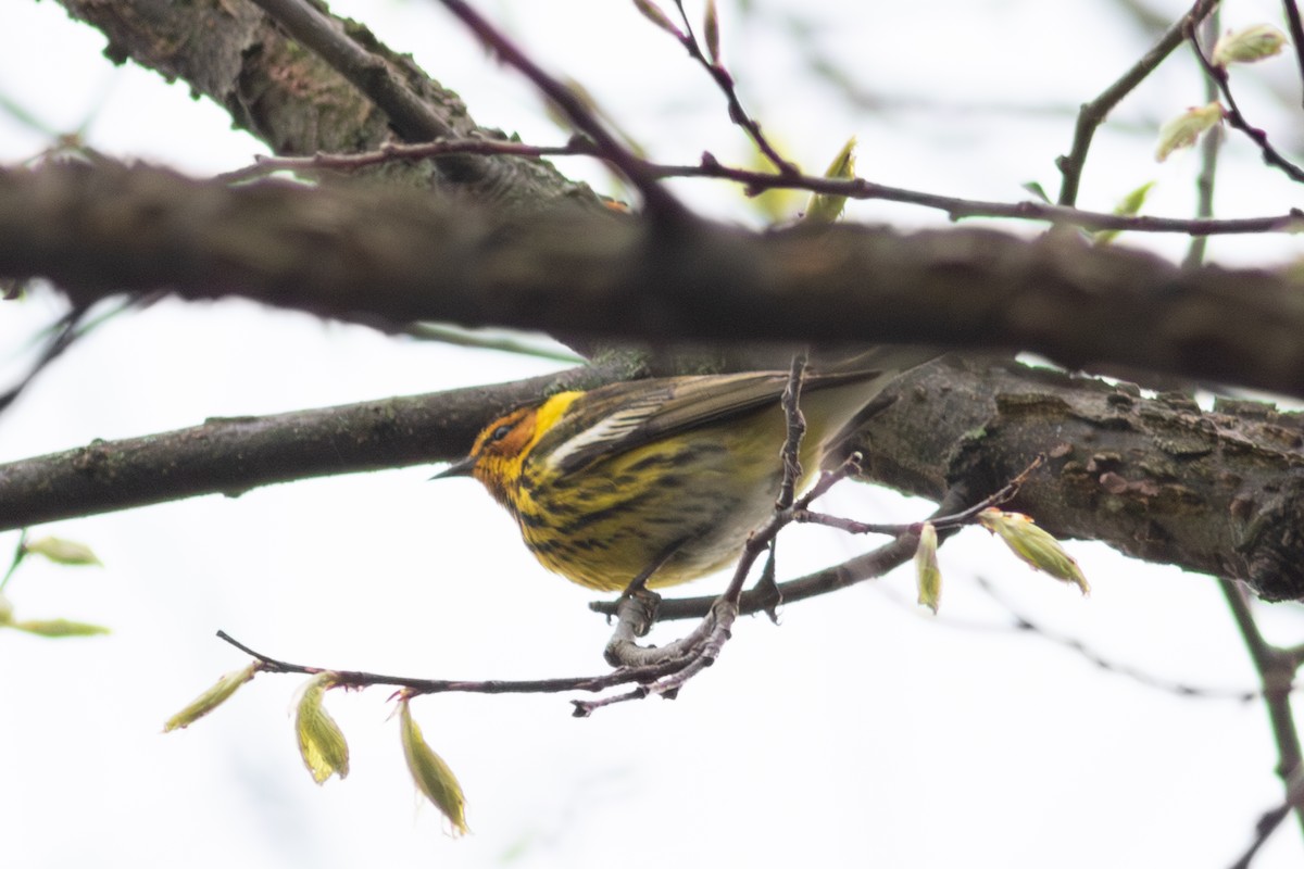 ホオアカアメリカムシクイ - ML645185119