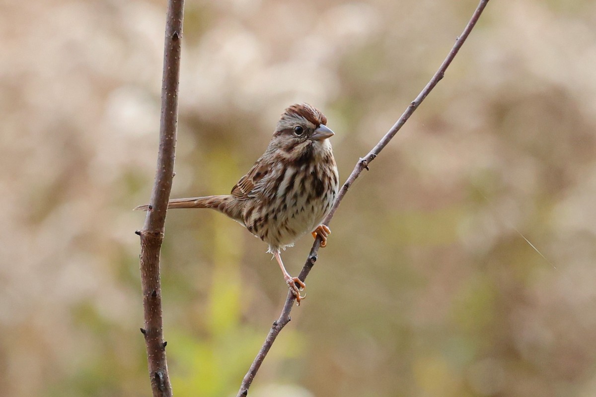 Chingolo Cantor - ML645185140