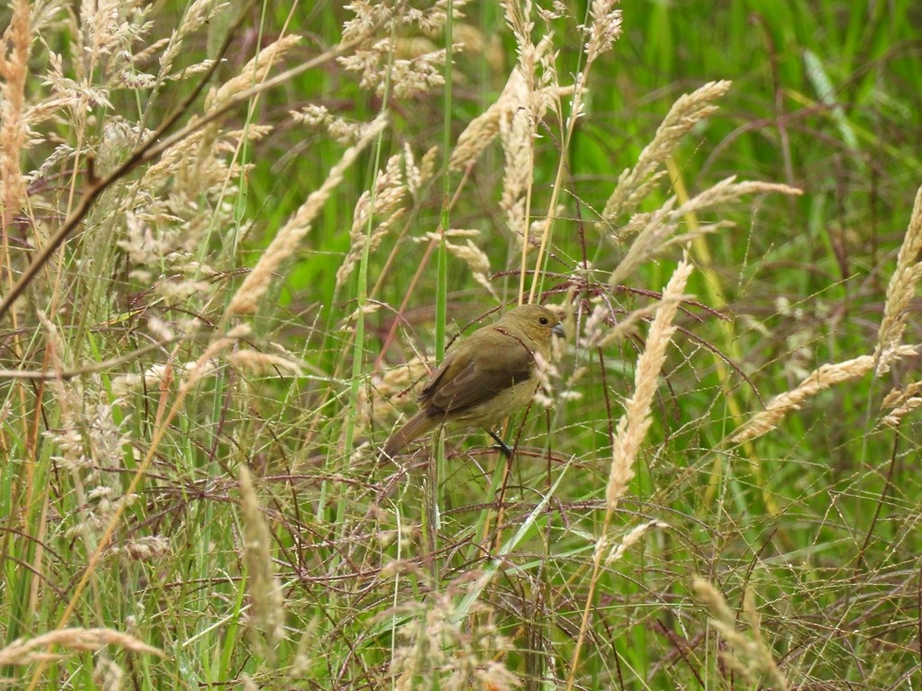 Black-and-white Seedeater - ML645185144