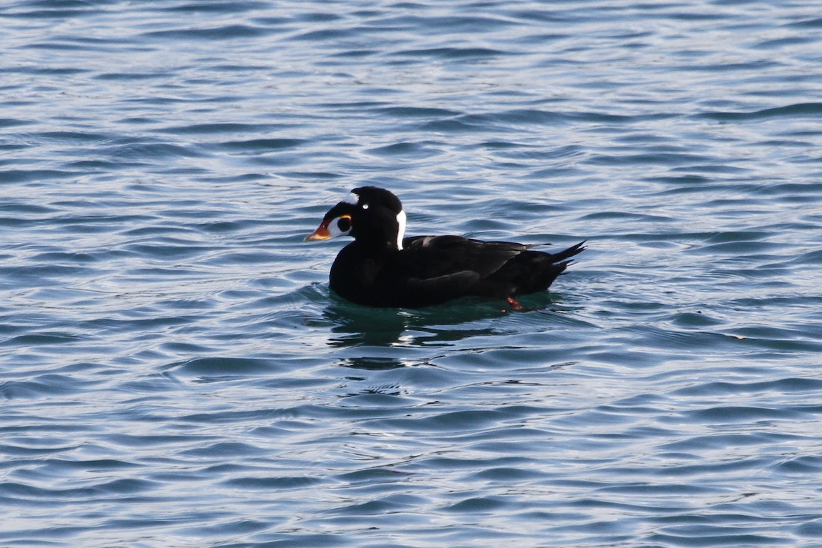 Surf Scoter - ML645185147