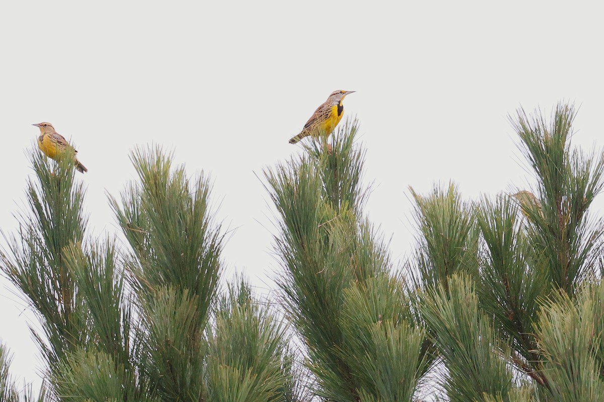 Pradero Oriental - ML645185151