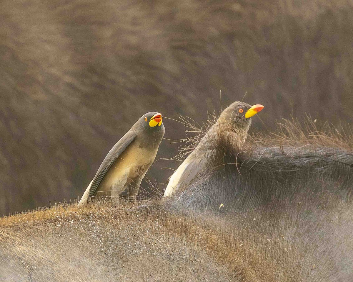 Yellow-billed Oxpecker - ML645185155