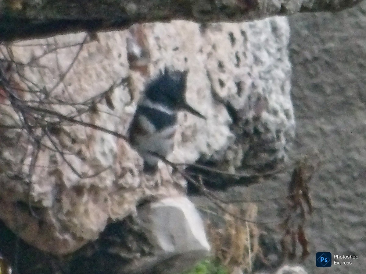 Опоясанный зимородок - ML645185156