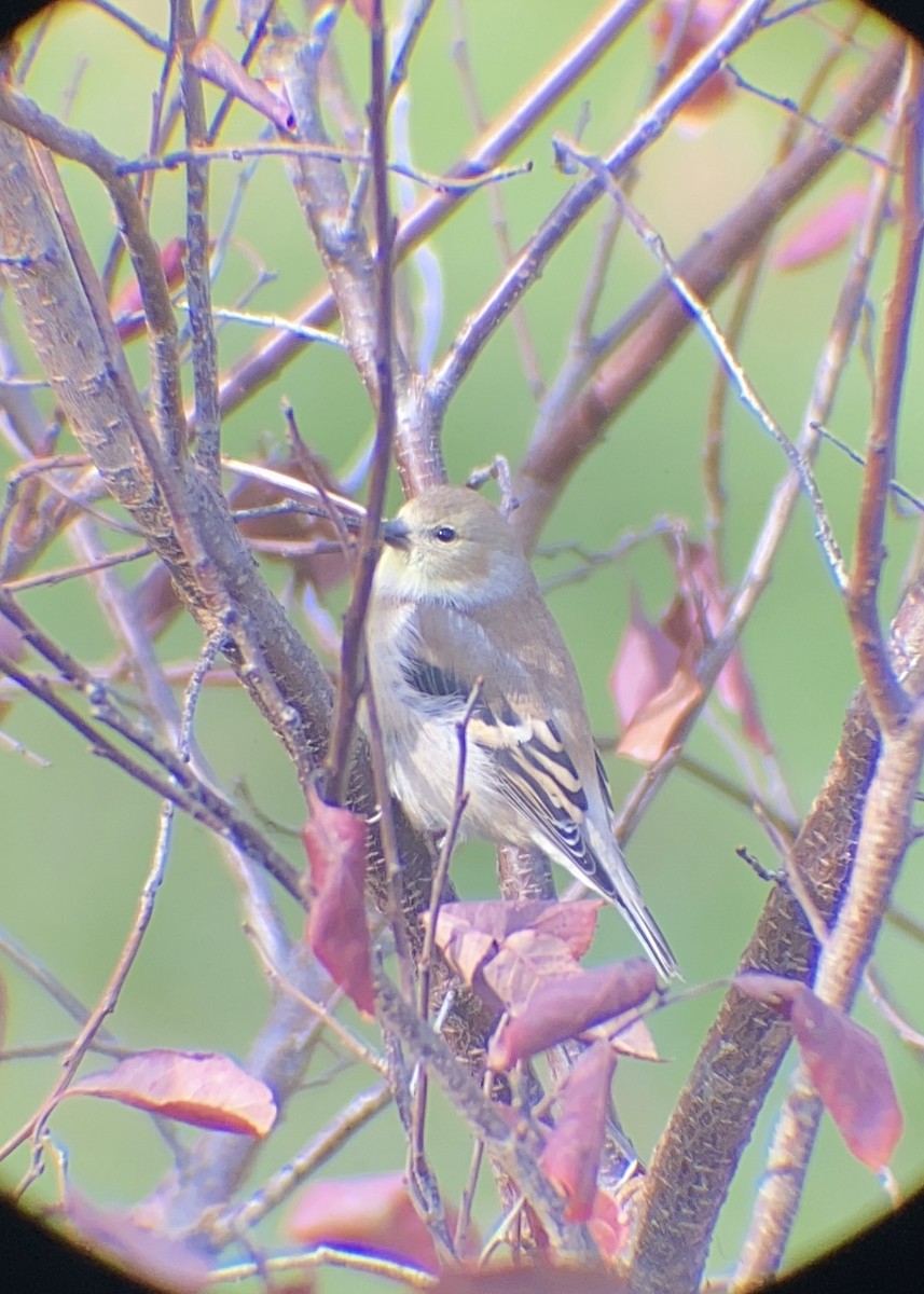 American Goldfinch - ML645185158