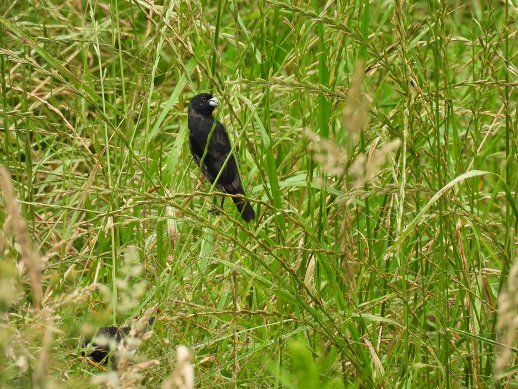 Black-and-white Seedeater - ML645185165
