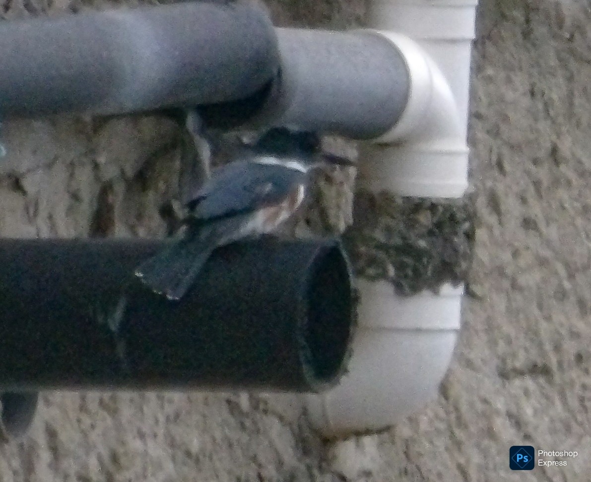 Опоясанный зимородок - ML645185175