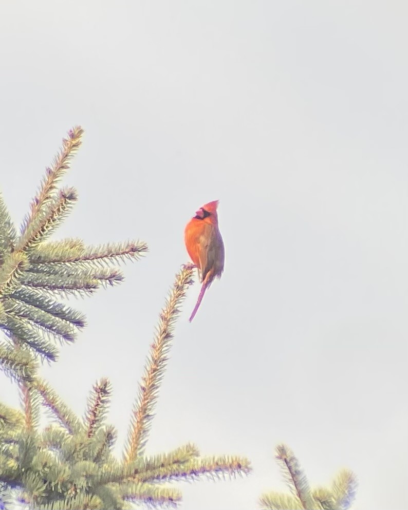 Kırmızı Kardinal - ML645185176