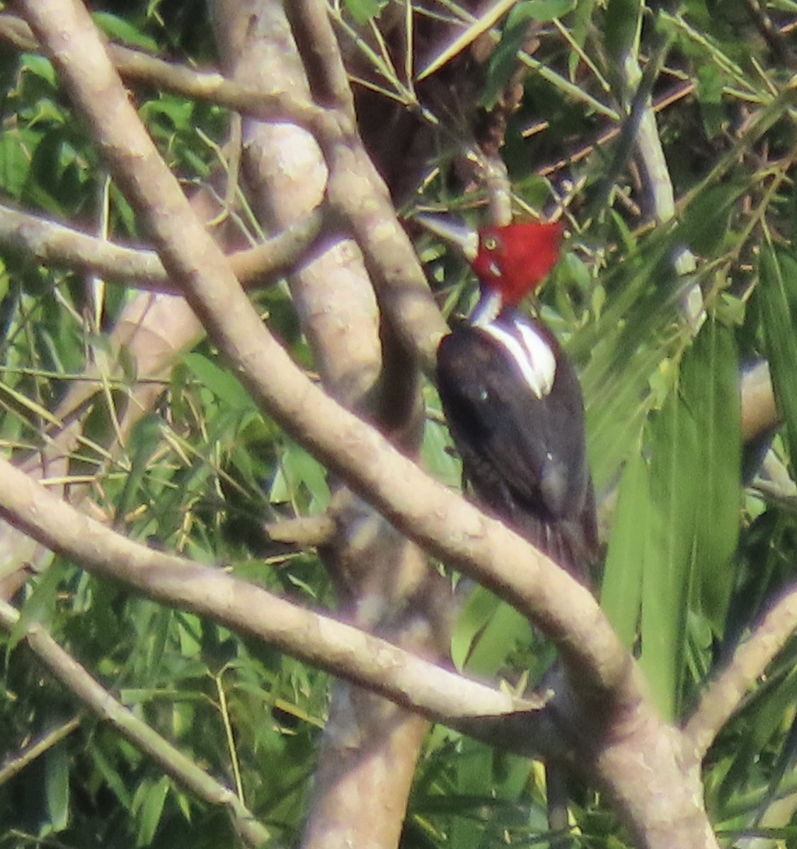 Crimson-crested Woodpecker - ML645185177