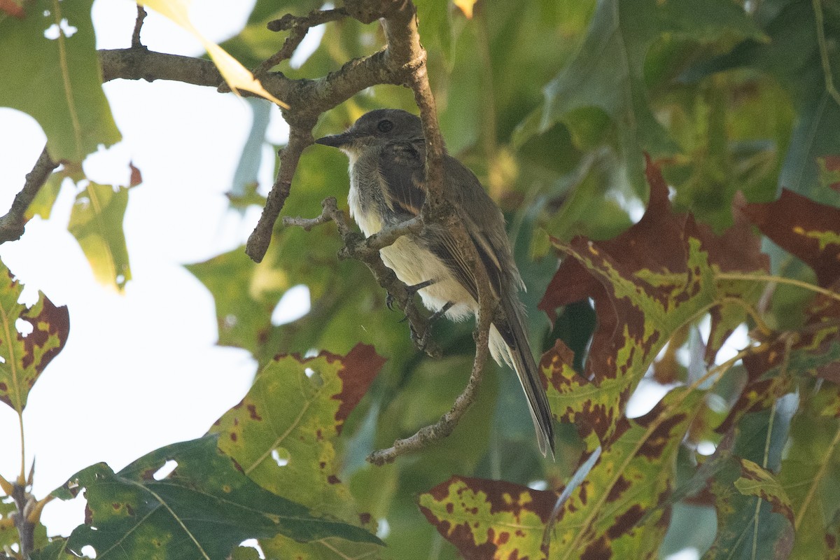 Eastern Phoebe - ML645185180