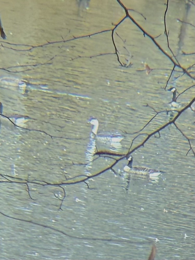 Snow Goose - ML645185181