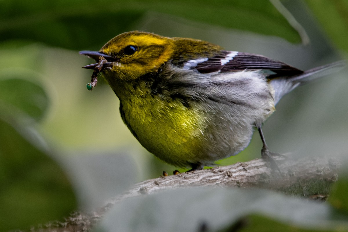 Black-throated Green Warbler - ML645185189