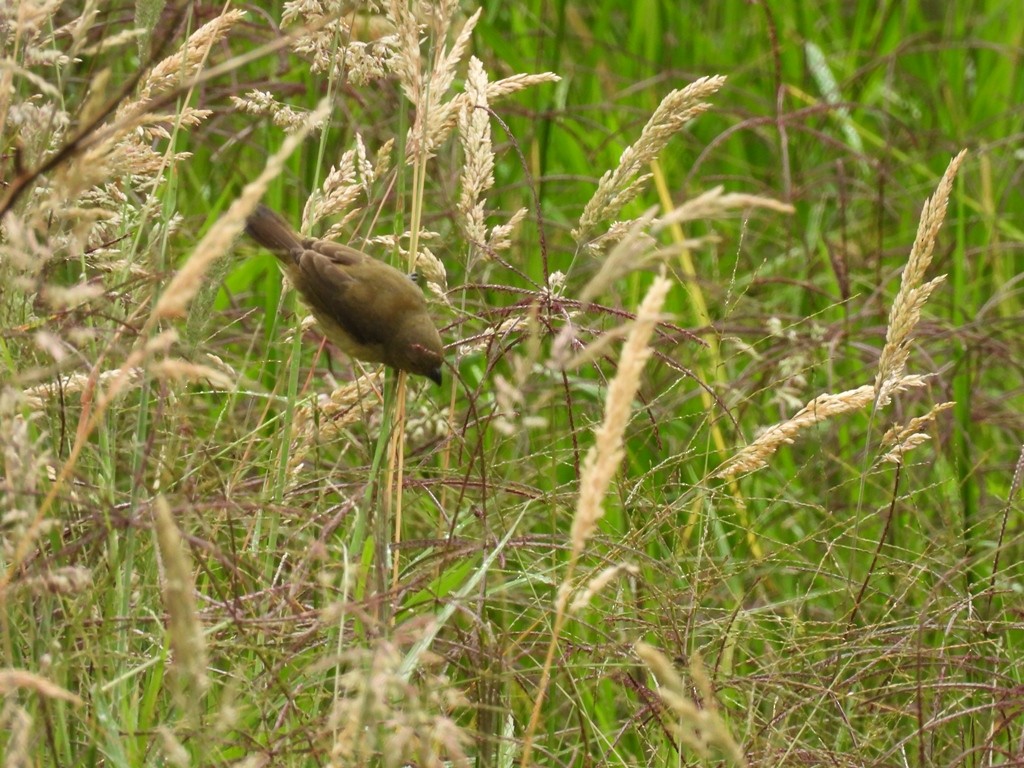 Black-and-white Seedeater - ML645185192
