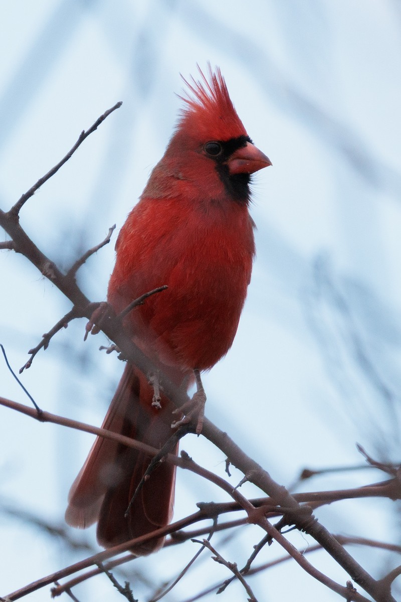 Kırmızı Kardinal - ML645185197
