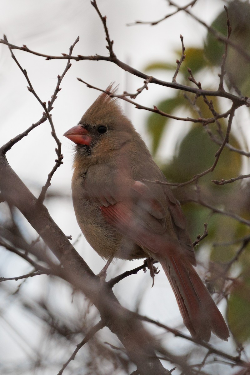 Kırmızı Kardinal - ML645185198
