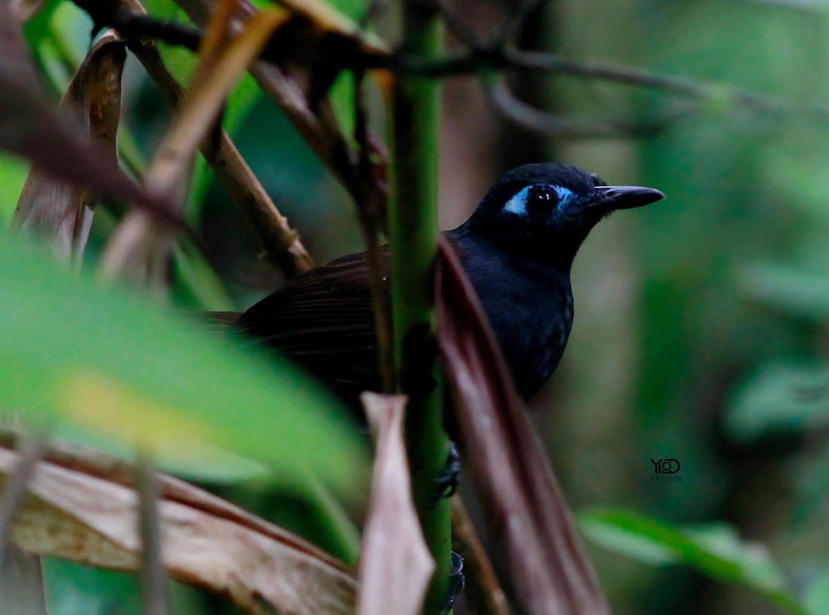 Chestnut-backed Antbird - ML645185204
