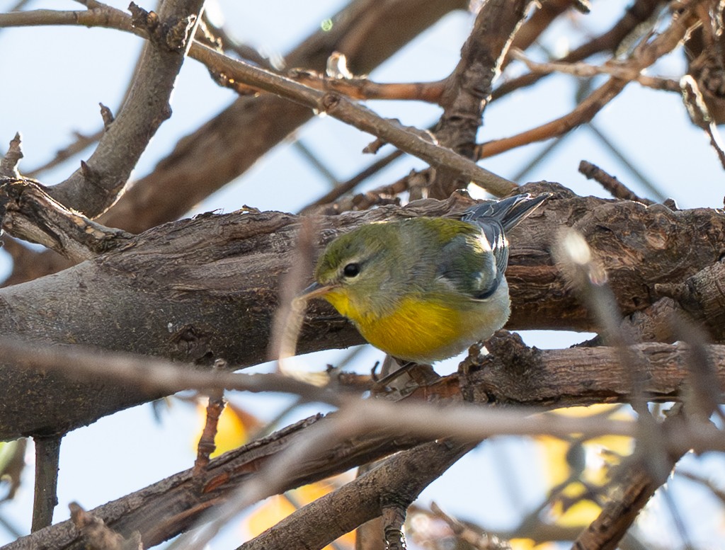 Northern Parula - ML645185205