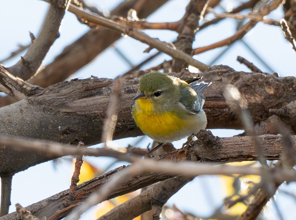 Northern Parula - ML645185206