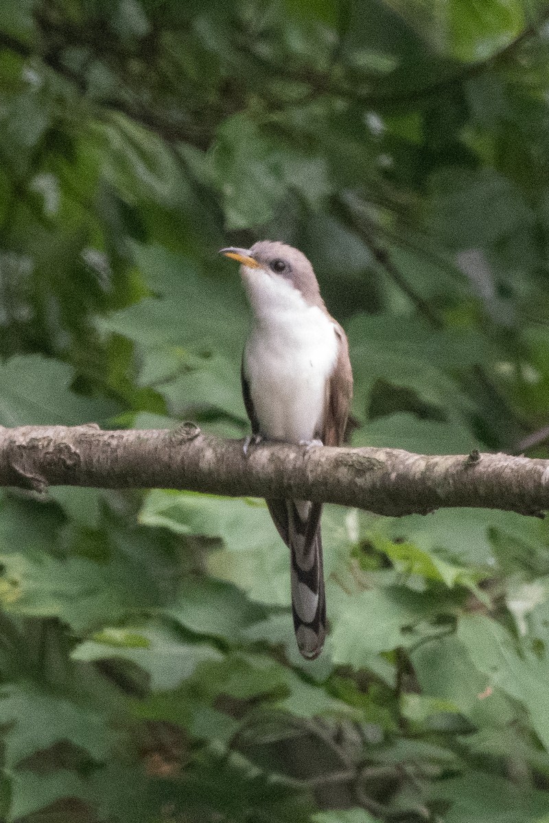 Yellow-billed Cuckoo - ML645185207