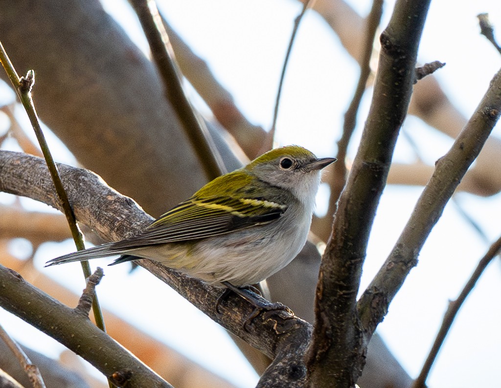 brunsideparula - ML645185211