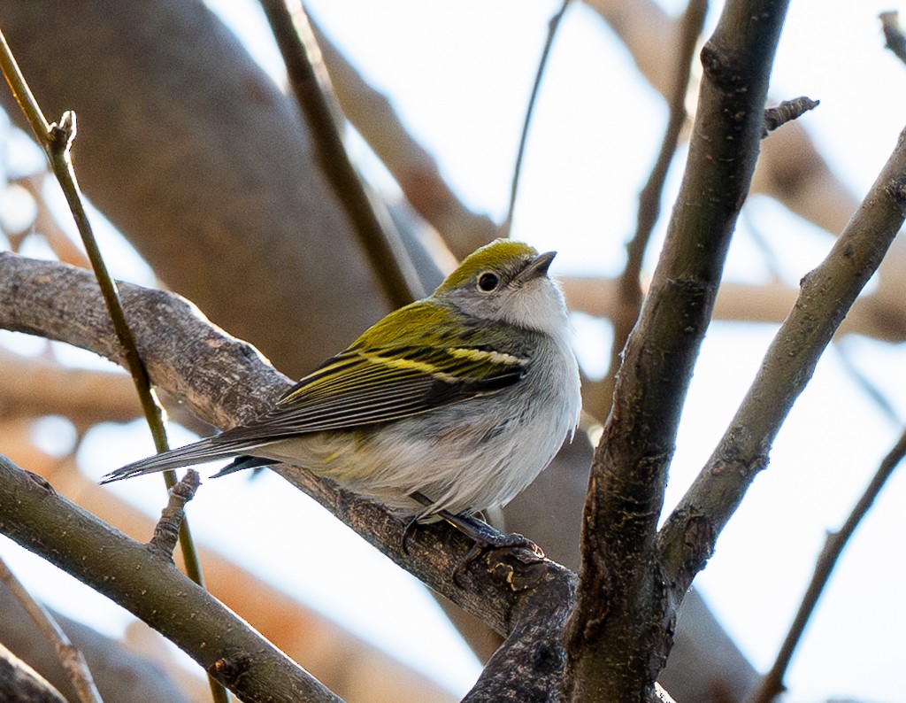 brunsideparula - ML645185212