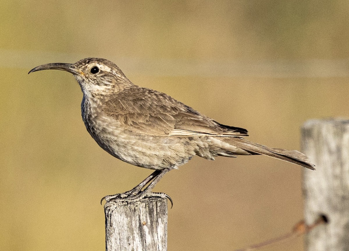 Scale-throated Earthcreeper - ML645185215