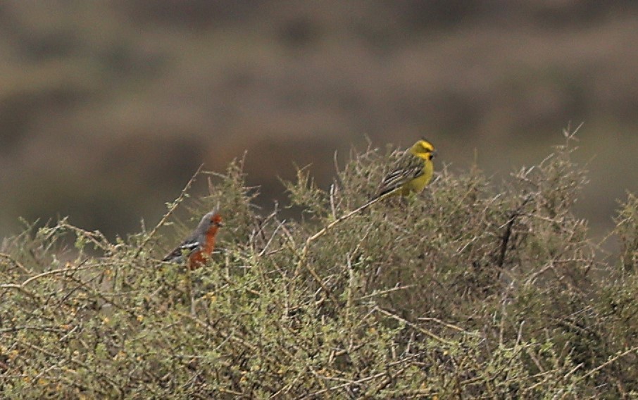 Yellow Cardinal - ML645185216