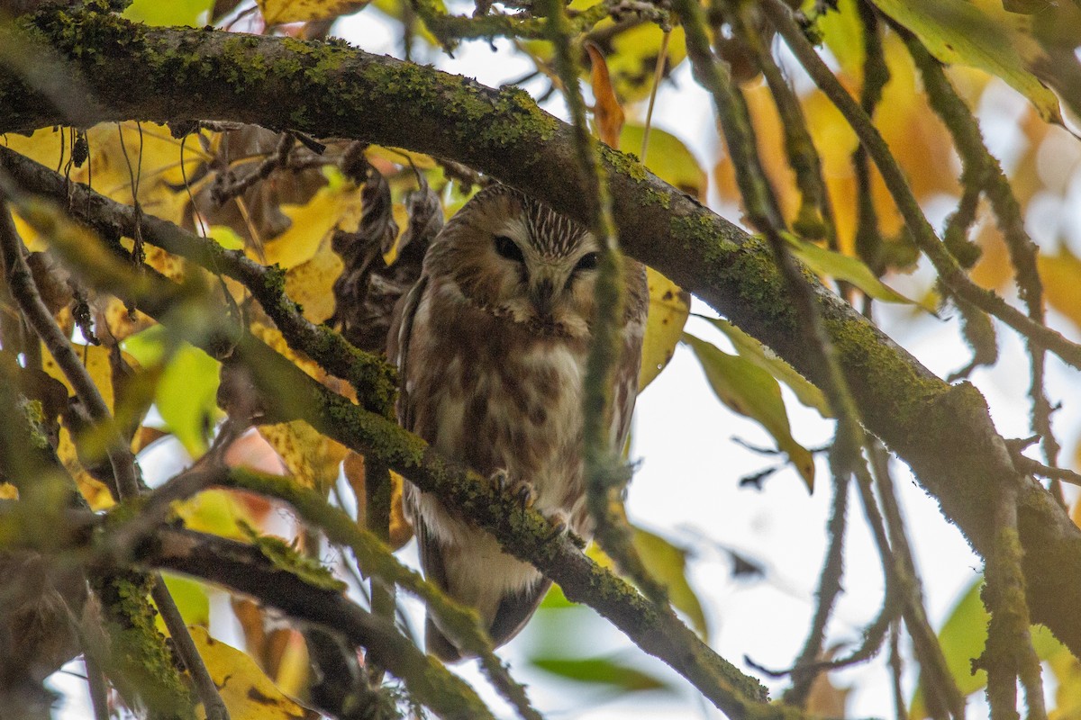 sýc americký - ML645185219