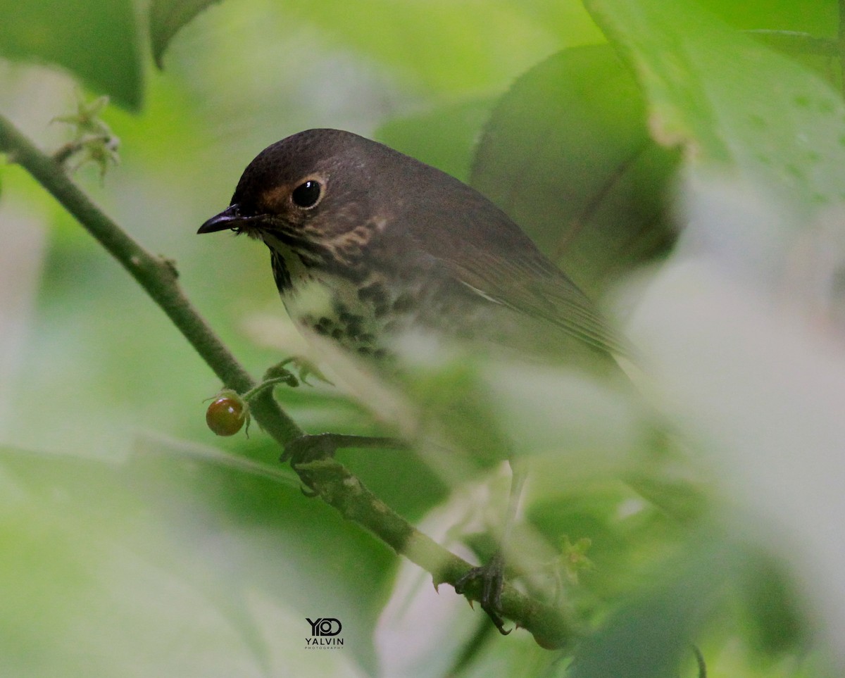Swainson's Thrush - ML645185220