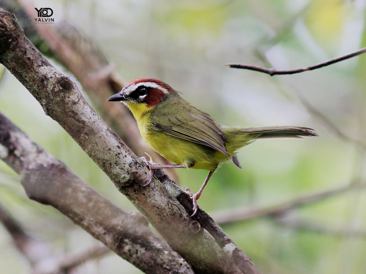 Chestnut-capped Warbler - ML645185227
