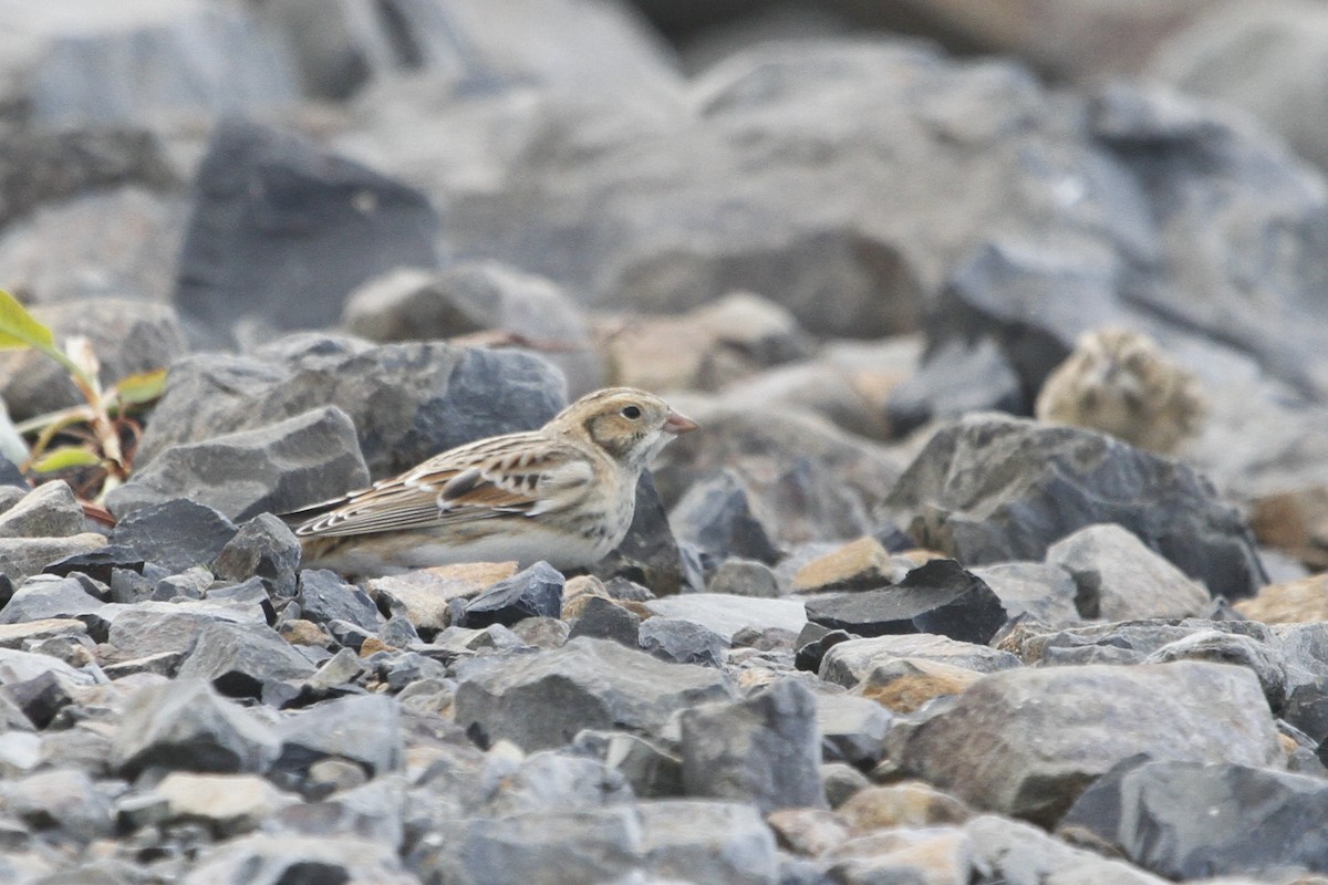 Подорожник лапландський - ML645185228