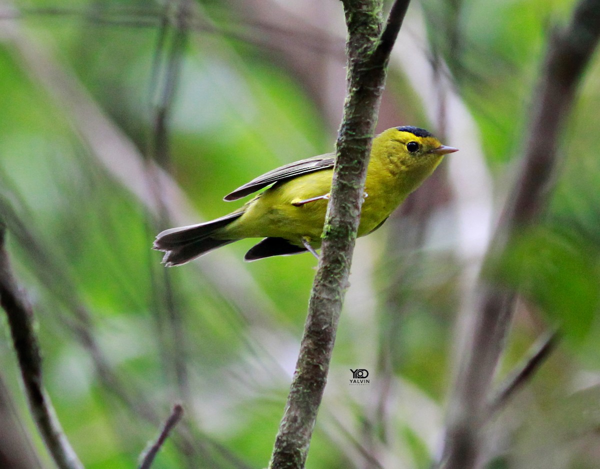 Wilson's Warbler - ML645185230