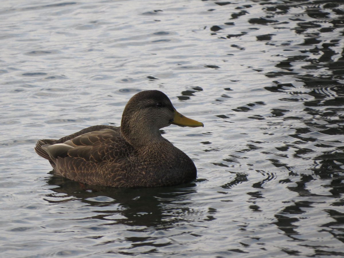 American Black Duck - ML645185237