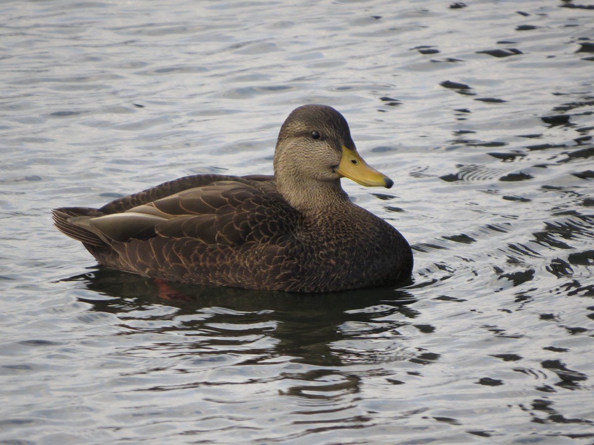American Black Duck - ML645185238