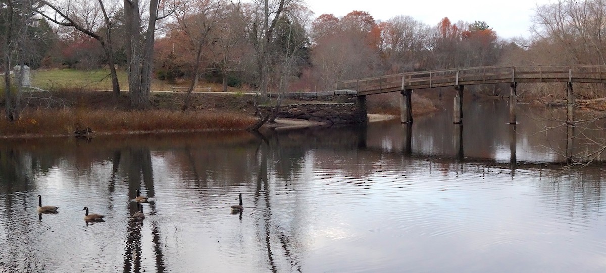 Canada Goose - ML645185248