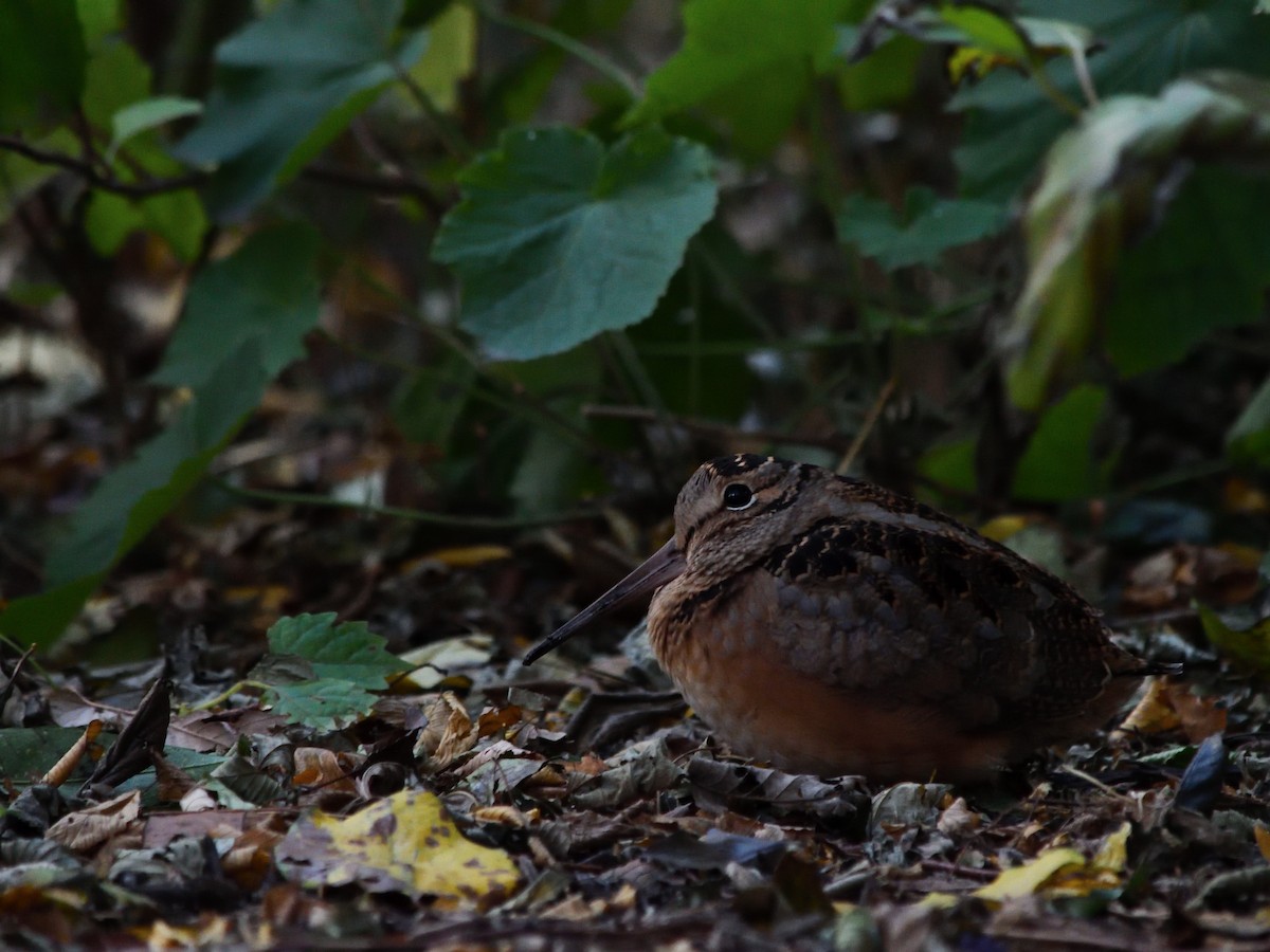 American Woodcock - ML645185253