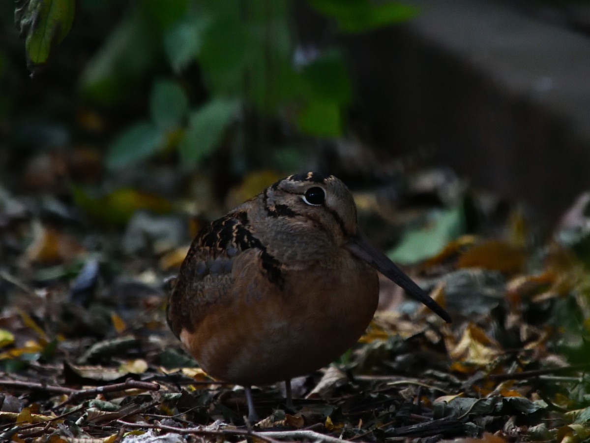 American Woodcock - ML645185254